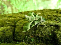Proserpinus proserpina, Falter