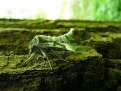 Proserpinus proserpina, Falter