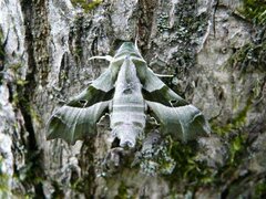 Proserpinus proserpina, Falter - Weibchen
