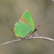 Callophrys rubi - Grüner Zipfelfalter