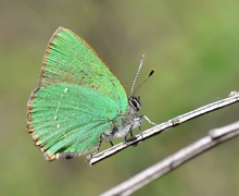 Callophrys rubi - Grüner Zipfelfalter