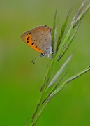 Lycaena phlaeas - Kleiner Feuerfalter
