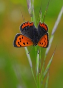 Lycaena phlaeas - Kleiner Feuerfalter