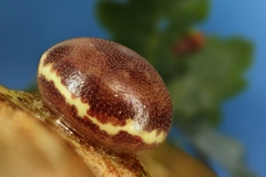 Catocala sponsa