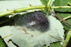 Arachnis picta - Präpuppe