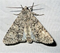Acronicta megacephala /Grosskopf-Rindeneule