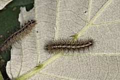 Arctia villica L3