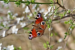 Aglais io