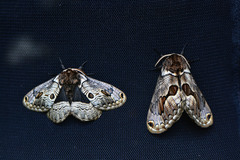 Acantobrahmaea europaea - male and female