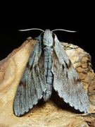 Hyloicus pinastri - Tannenpfeil - Imago 