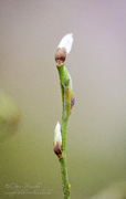 Apatura iris
