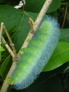 Saturnia (Caligula) thibeta okurai