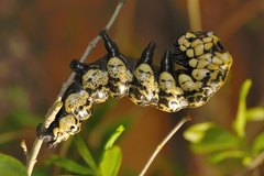 Brahmaea certhia