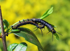 Acanthobrahmaea europaea - Europäischer Brahmaspinner - Caterpillars L4