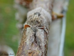 Calliteara pudibunda 