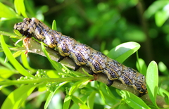 Brahmaea tancrei - Caterpillar L5
