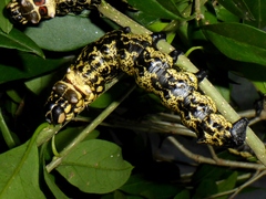 Brahmaea certhia