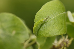 Raupe vom großen Schillerfalter, Apatura iris