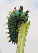 Hyalophora cecropia Raupe