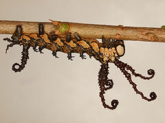 Brahmaea certhia (FABRICIUS, 1793)  (L4)
