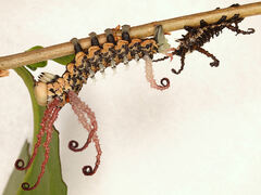 Brahmaea certhia (FABRICIUS, 1793) (L4)
