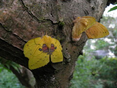 Trabala vishnou females