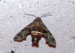 Amphion floridensis, male