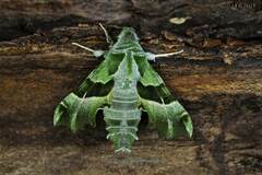 Proserpinus proserpina (Pallas, 1772) Sphingidae