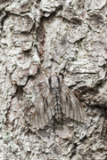Sphinx pinastri, lechtal