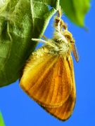 Orgyia antiqua - Schlehen-Bürstenspinner-Imago nach dem Schlupf