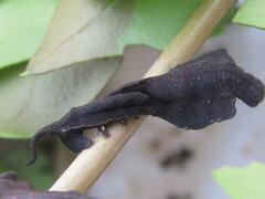 Mustilia sphingiformis MOORE,1879​, L3