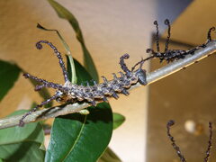 Brahmaea certhia