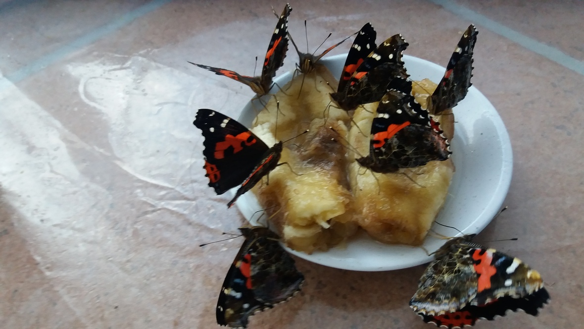 Vanessa vulcania