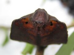 Mustilia sphingiformis MOORE,1879​, L4