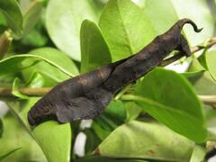 Mustilia sphingiformis MOORE,1879​, L4