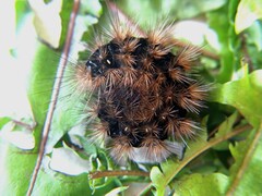 Arctia villica, Raupe