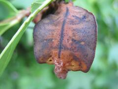 Mustilia sphingiformis MOORE,1879​, L5