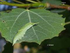Apatura ilia