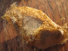 Mustilia sphingiformis MOORE,1879​, Kokon