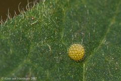 Limenitis reducta