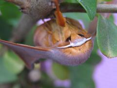 Mustilia sphingiformis MOORE,1879, Male-Kopfdetail