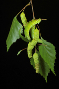 Endromis versicolora, Raupe