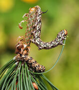 Sphinx pinastri Raupen