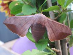 Mustilia sphingiformis MOORE,1879​, Female