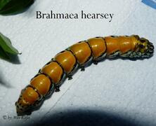 Brahmaea hearsey, Raupe