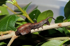 Mustilia sphingiformis