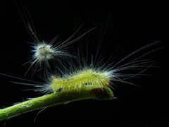 Calliteara pudibunda - Buchen-Streckfuß Raupe
