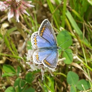 Irish Common Blue, Polyommatus icarus mariscolore var. ceronus