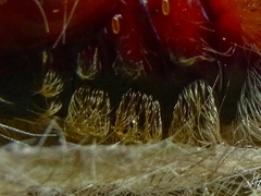 Calliteara pudibunda - Buchen Streckfuß - Puppe