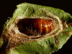 Calliteara pudibunda - Buchen Streckfuß - Puppe
